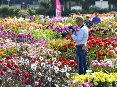 Highlighted image: Eerste Holland Dahlia Event een groot succes!